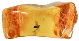 Exceptional Fossil Dance Fly (Empididae) In Baltic Amber #69271-3